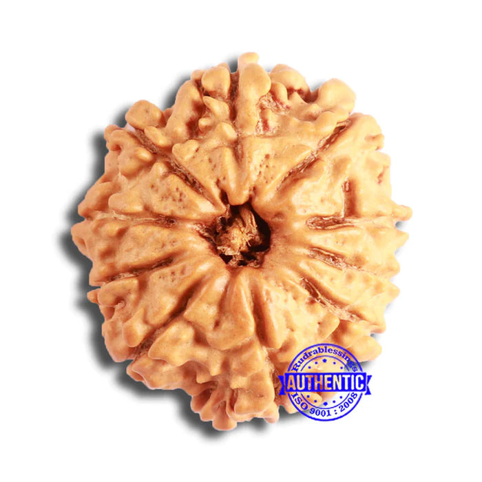 10 Mukhi Nepalese Rudraksha - Bead No. 357