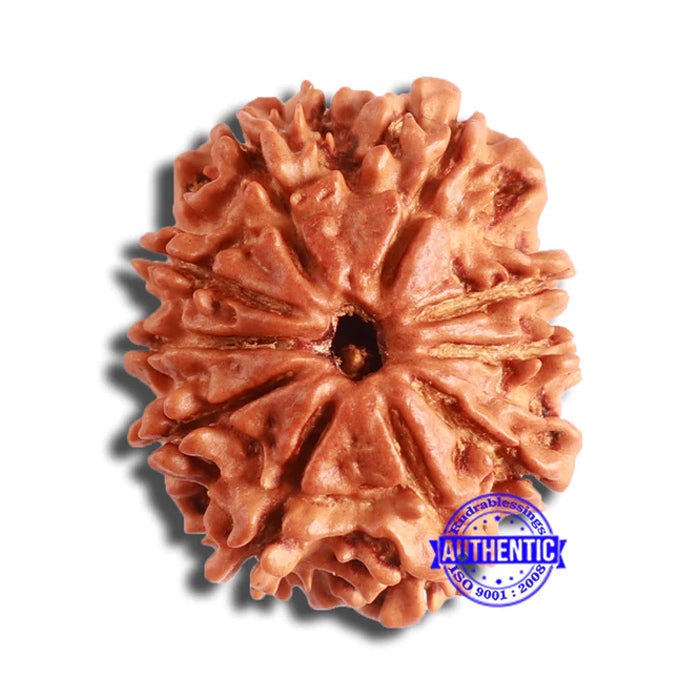 10 Mukhi Nepalese Rudraksha - Bead No. 362