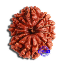 Load image into Gallery viewer, 10 Mukhi Nepalese Rudraksha - Bead No 368
