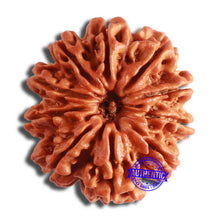 Load image into Gallery viewer, 10 Mukhi Nepalese Rudraksha - Bead No. 393
