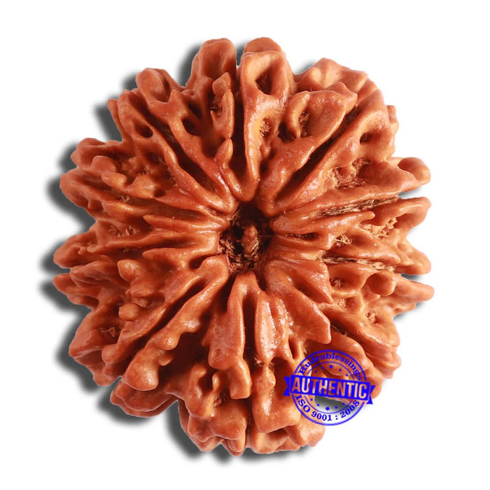 10 Mukhi Nepalese Rudraksha - Bead No. 393