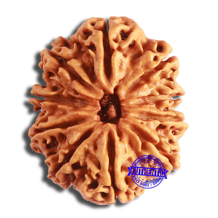10 Mukhi Nepalese Rudraksha - Bead No. 396