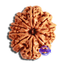 Load image into Gallery viewer, 10 Mukhi Nepalese Rudraksha - Bead No. 400

