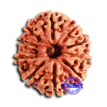 Load image into Gallery viewer, 10 Mukhi Nepalese Rudraksha - Bead No. 403
