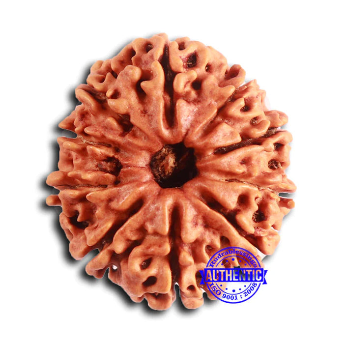 10 Mukhi Nepalese Rudraksha - Bead No. 403