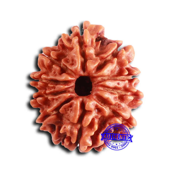 10 Mukhi Nepalese Rudraksha - Bead No 411