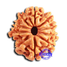 Load image into Gallery viewer, 10 Mukhi Nepalese Rudraksha - Bead No 412
