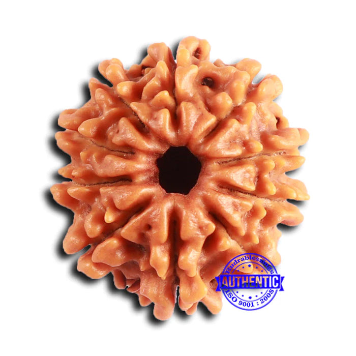 10 Mukhi Nepalese Rudraksha - Bead No 413