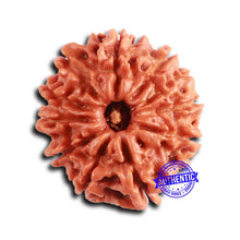 Load image into Gallery viewer, 10 Mukhi Nepalese Rudraksha - Bead No 414
