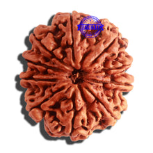 Load image into Gallery viewer, 10 Mukhi Nepalese Rudraksha - Bead No. 339
