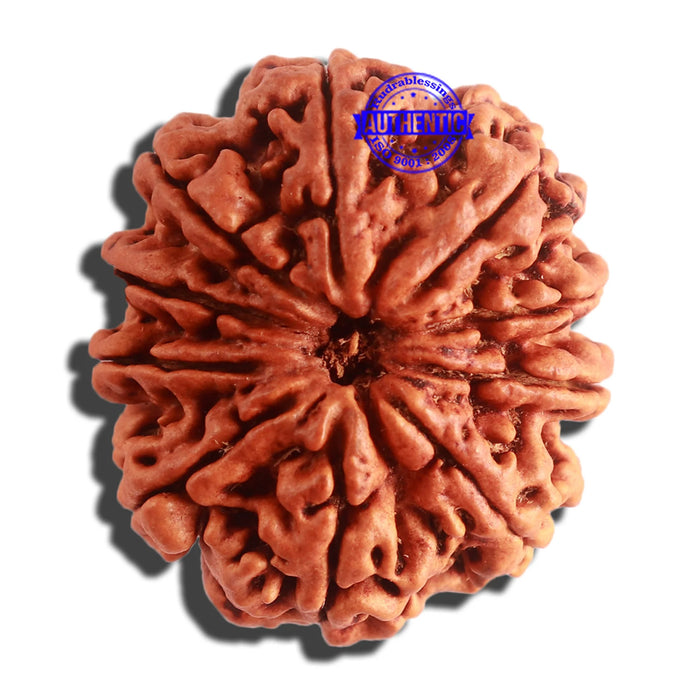 10 Mukhi Nepalese Rudraksha - Bead No. 339