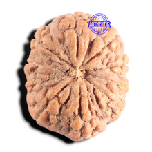 Load image into Gallery viewer, 10 Mukhi Rudraksha from Indonesia - Bead No. 10
