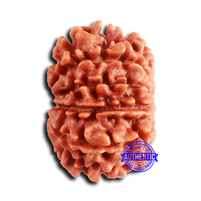 10 Mukhi Nepalese Rudraksha - Bead No. 405