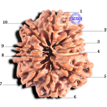 Load image into Gallery viewer, 10 Mukhi Nepalese Rudraksha - Bead No. 104
