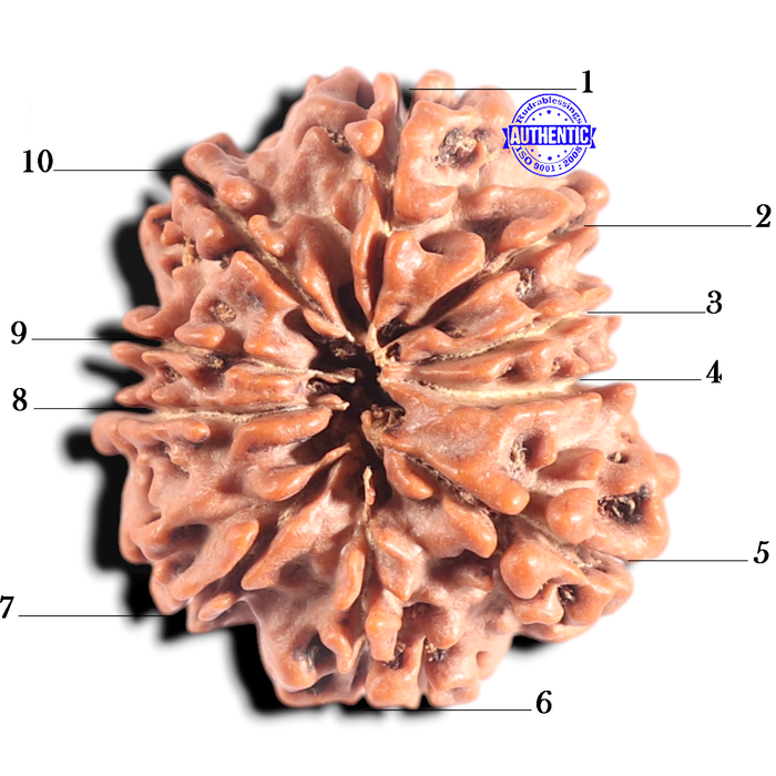 10 Mukhi Nepalese Rudraksha - Bead No. 104