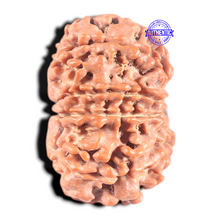 Load image into Gallery viewer, 10 Mukhi Nepalese Rudraksha - Bead No. 104

