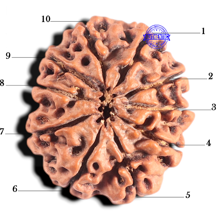 10 Mukhi Nepalese Rudraksha - Bead No. 106