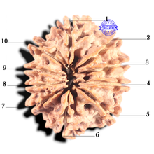 Load image into Gallery viewer, 10 Mukhi Nepalese Rudraksha - Bead No. 121
