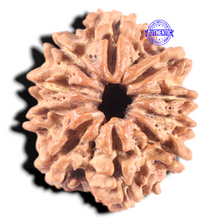 Load image into Gallery viewer, 10 Mukhi Nepalese Rudraksha - Bead No. 121
