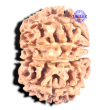 Load image into Gallery viewer, 10 Mukhi Nepalese Rudraksha - Bead No. 121
