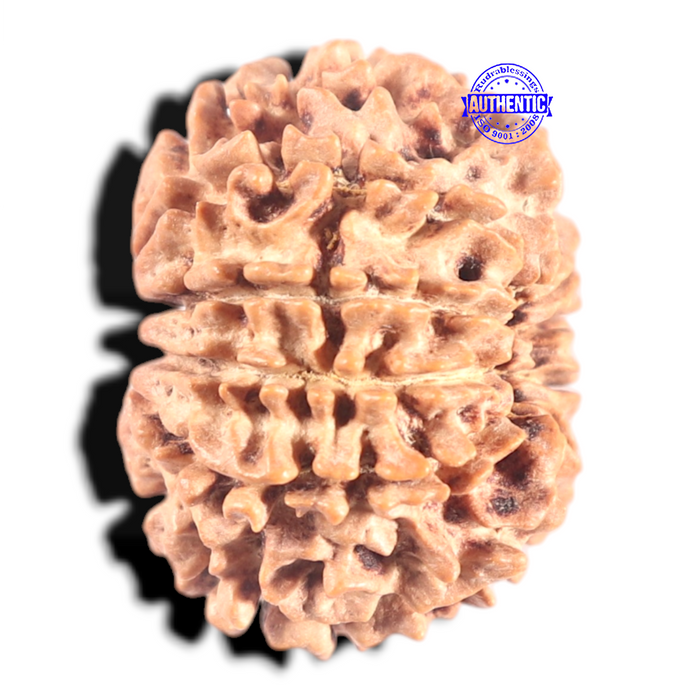 10 Mukhi Nepalese Rudraksha - Bead No. 121