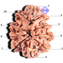 Load image into Gallery viewer, 10 Mukhi Nepalese Rudraksha - Bead No. 131
