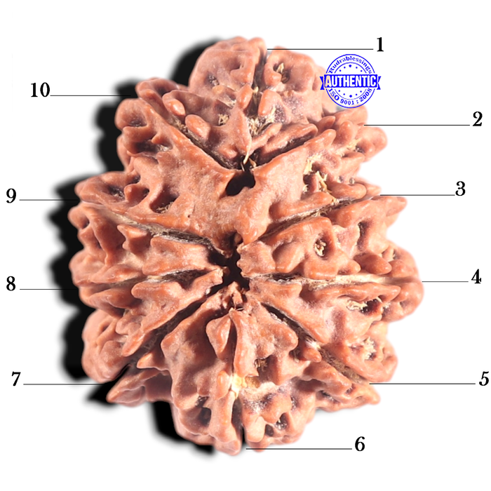 10 Mukhi Nepalese Rudraksha - Bead No. 131