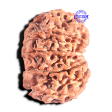 Load image into Gallery viewer, 10 Mukhi Nepalese Rudraksha - Bead No. 131
