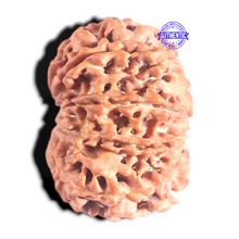 Load image into Gallery viewer, 10 Mukhi Nepalese Rudraksha - Bead No. 131
