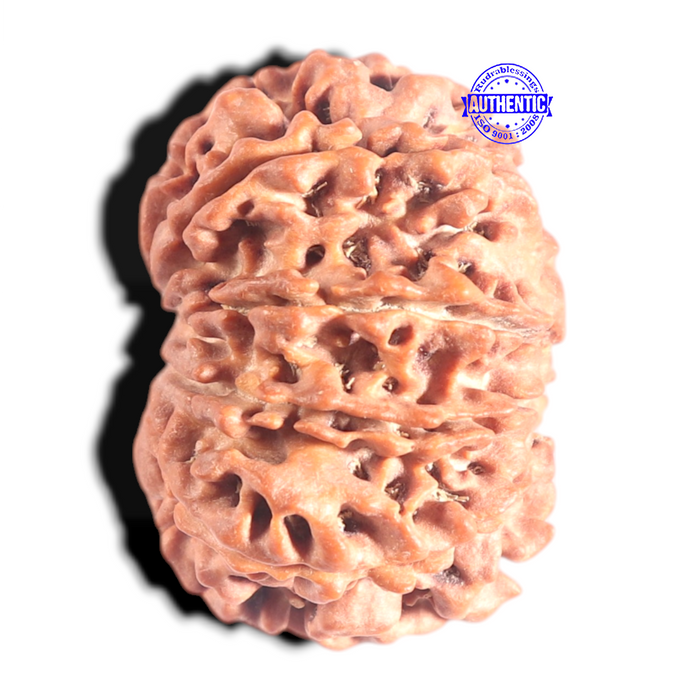 10 Mukhi Nepalese Rudraksha - Bead No. 131