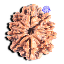 Load image into Gallery viewer, 10 Mukhi Nepalese Rudraksha - Bead No 137
