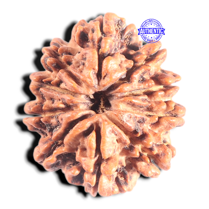 10 Mukhi Nepalese Rudraksha - Bead No 137
