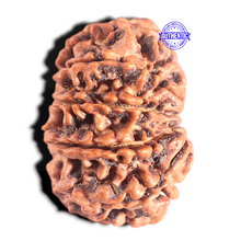 Load image into Gallery viewer, 10 Mukhi Nepalese Rudraksha - Bead No 137
