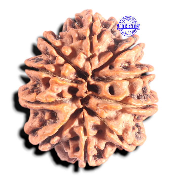 10 Mukhi Nepalese Rudraksha - Bead No 137