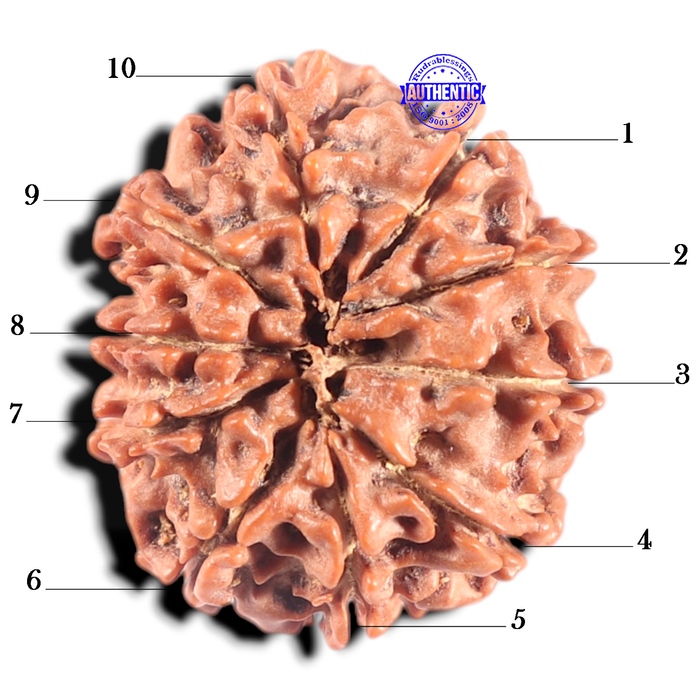 10 Mukhi Nepalese Rudraksha - Bead No 145