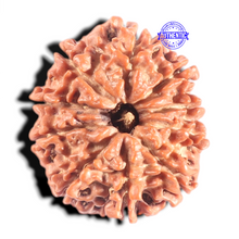 Load image into Gallery viewer, 10 Mukhi Nepalese Rudraksha - Bead No 145
