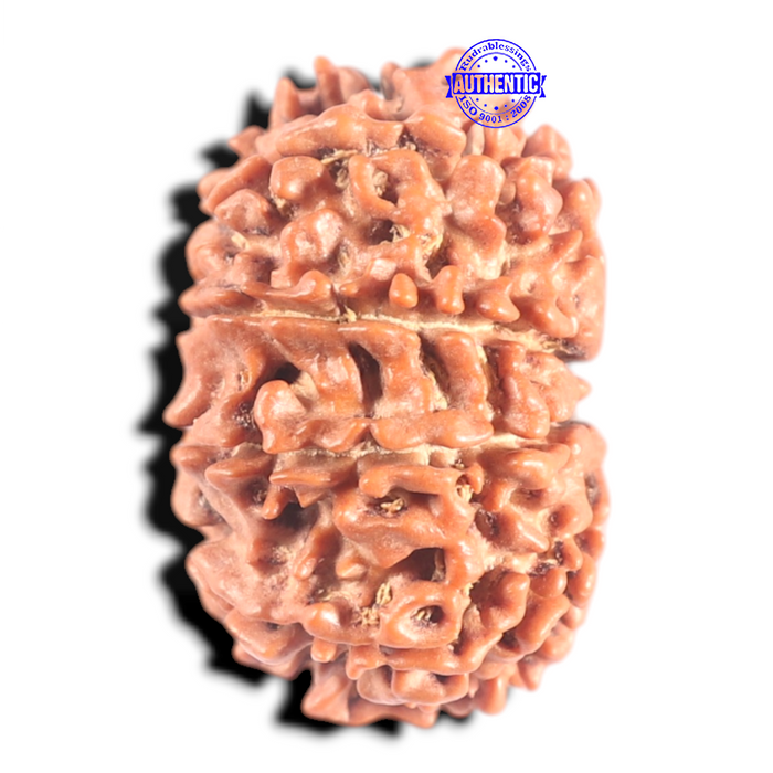 10 Mukhi Nepalese Rudraksha - Bead No 145