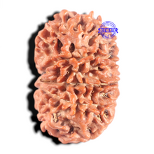 Load image into Gallery viewer, 10 Mukhi Nepalese Rudraksha - Bead No 145
