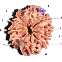 Load image into Gallery viewer, 10 Mukhi Nepalese Rudraksha - Bead No 147

