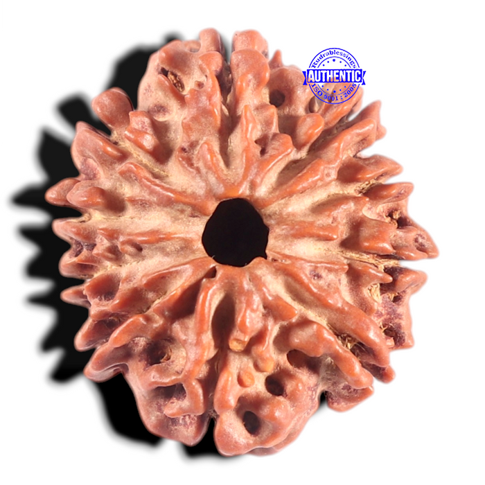 10 Mukhi Nepalese Rudraksha - Bead No 147