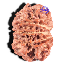 Load image into Gallery viewer, 10 Mukhi Nepalese Rudraksha - Bead No 147
