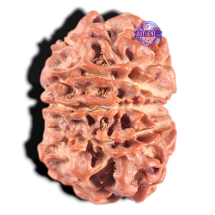 10 Mukhi Nepalese Rudraksha - Bead No 147