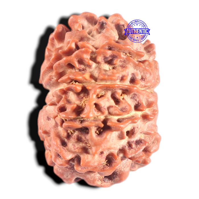 10 Mukhi Nepalese Rudraksha - Bead No 147