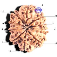 Load image into Gallery viewer, 10 Mukhi Nepalese Rudraksha - Bead No. 149
