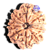 Load image into Gallery viewer, 10 Mukhi Nepalese Rudraksha - Bead No. 149
