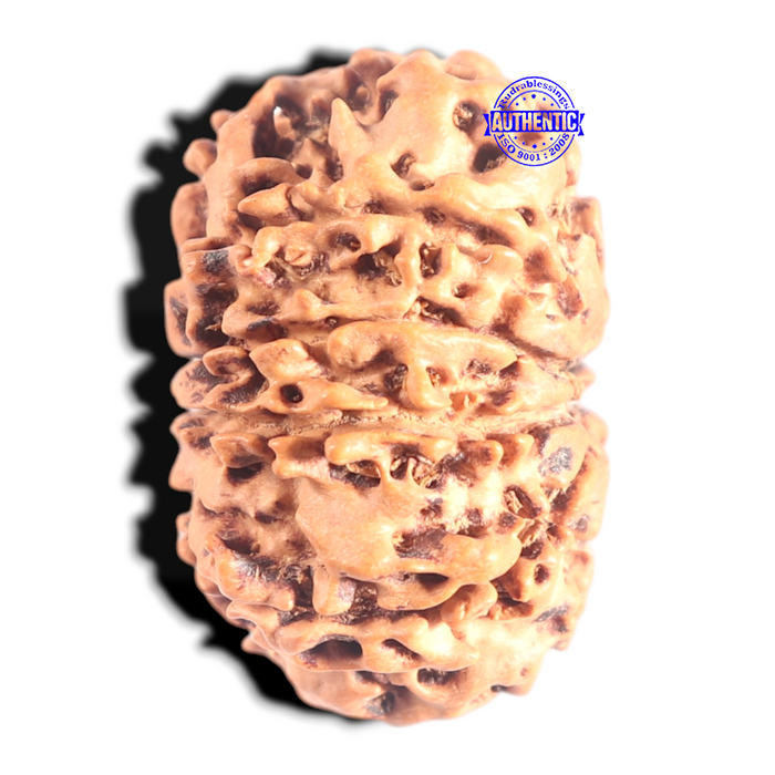 10 Mukhi Nepalese Rudraksha - Bead No. 149