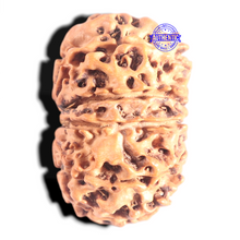 Load image into Gallery viewer, 10 Mukhi Nepalese Rudraksha - Bead No. 149
