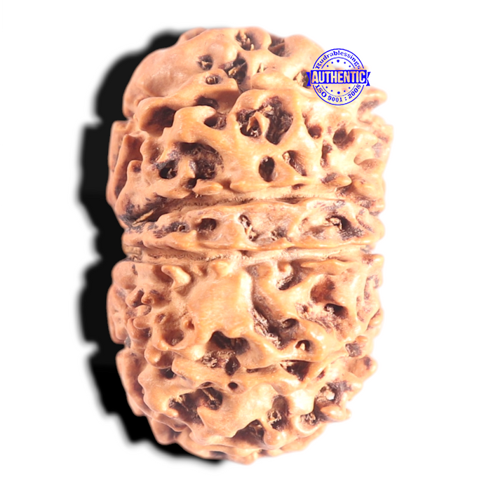 10 Mukhi Nepalese Rudraksha - Bead No. 149