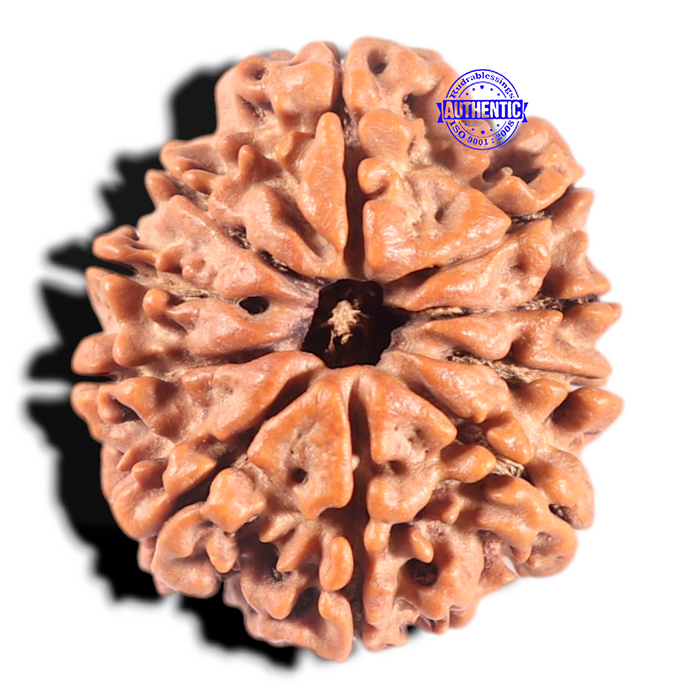 10 Mukhi Nepalese Rudraksha - Bead No 158