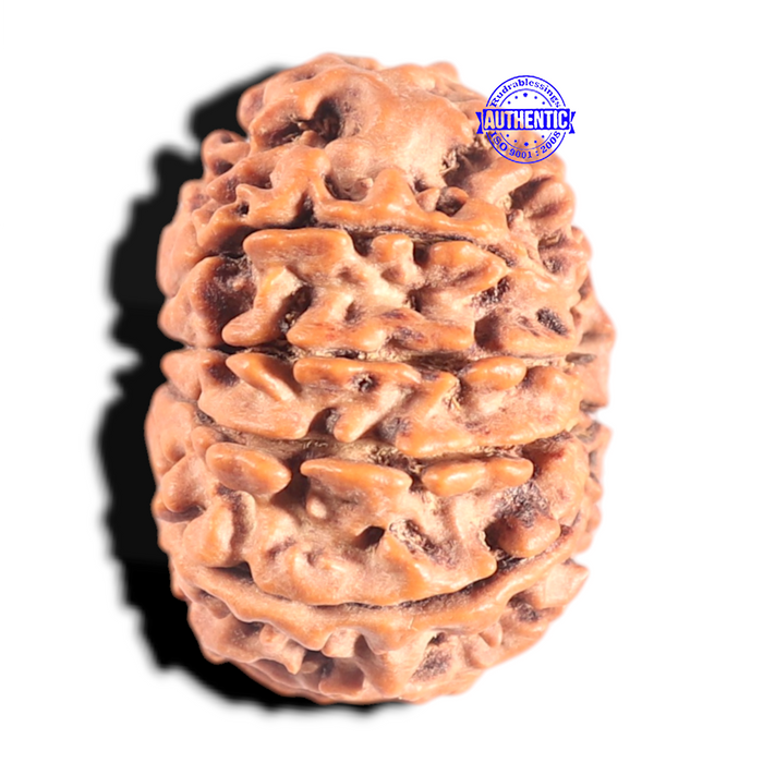 10 Mukhi Nepalese Rudraksha - Bead No 158